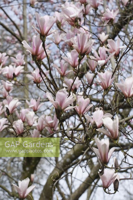 Magnolia 'Raspberry ice' - April
