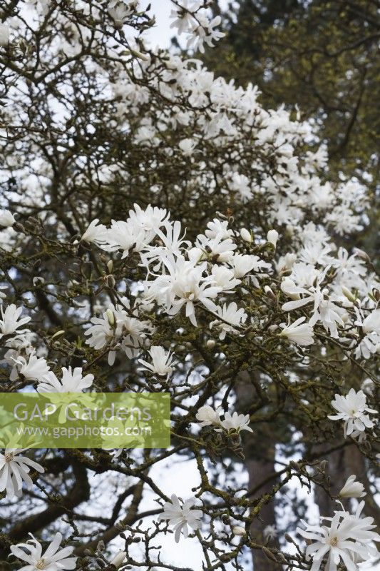 Magnolia stellata 'Royal star' - March