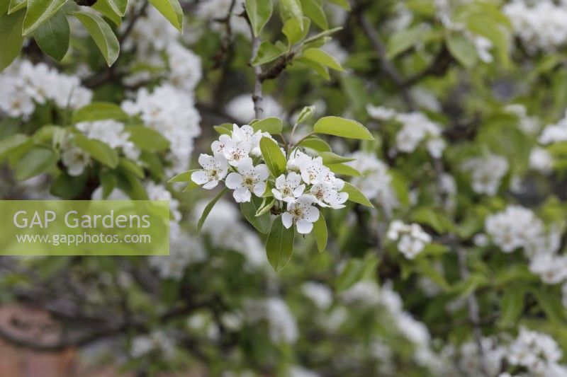 Pyrus communis - Pear blossom - April