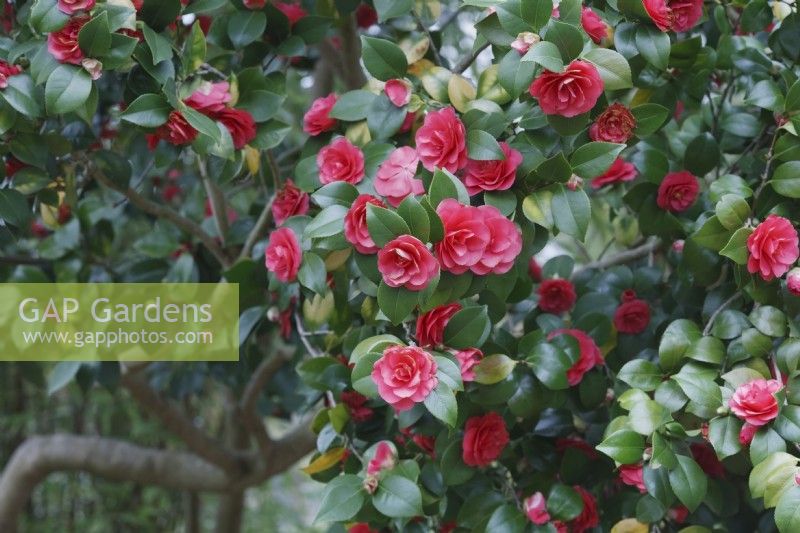 Camellia japonica 'Campbellii' - March