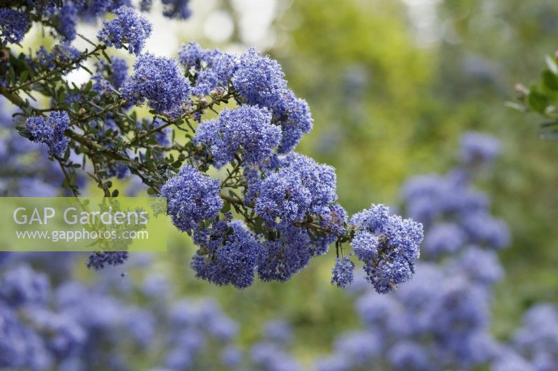 Ceanothus 'Puget Blue' -  Californian lilac - May