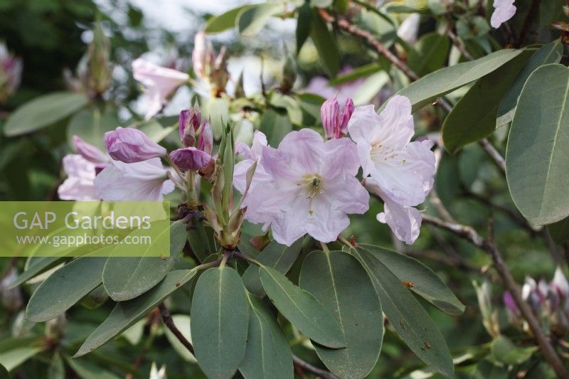 Rhododendron 'Loderi sir edmund' - May