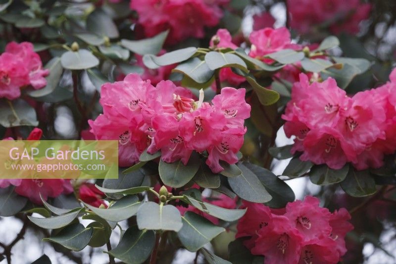 Rhododendron 'Rosalind'  - March