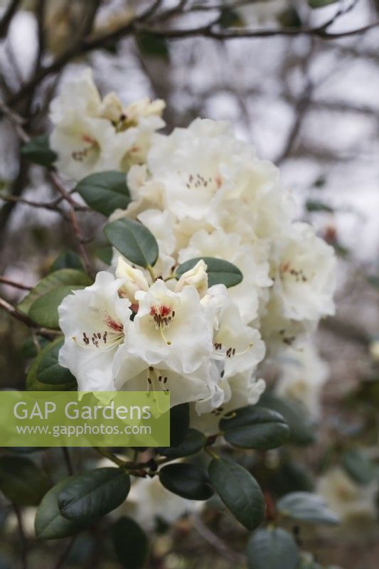 Rhododendron 'Rothenburg' - April