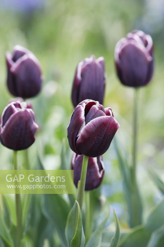 Tulipa 'Jackpot' - Tulip - May