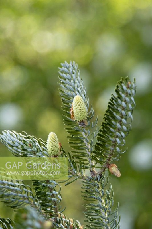 Abies koreana silberlocke - Korean Fir Tree