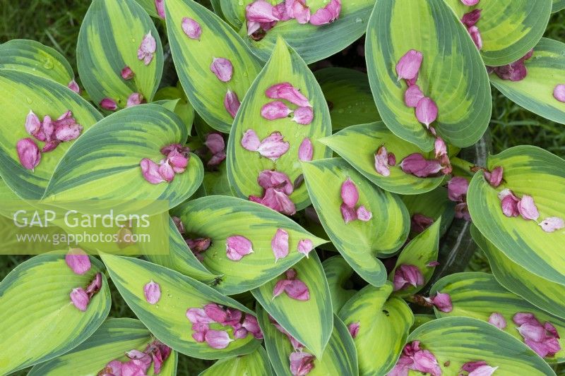 Hosta 'June' plant leaves covered in cherry blossom petals