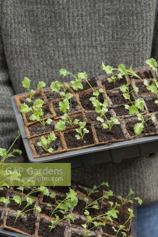 Brassica oleracea - Gardener holding trays of dwarf kale seedlings 