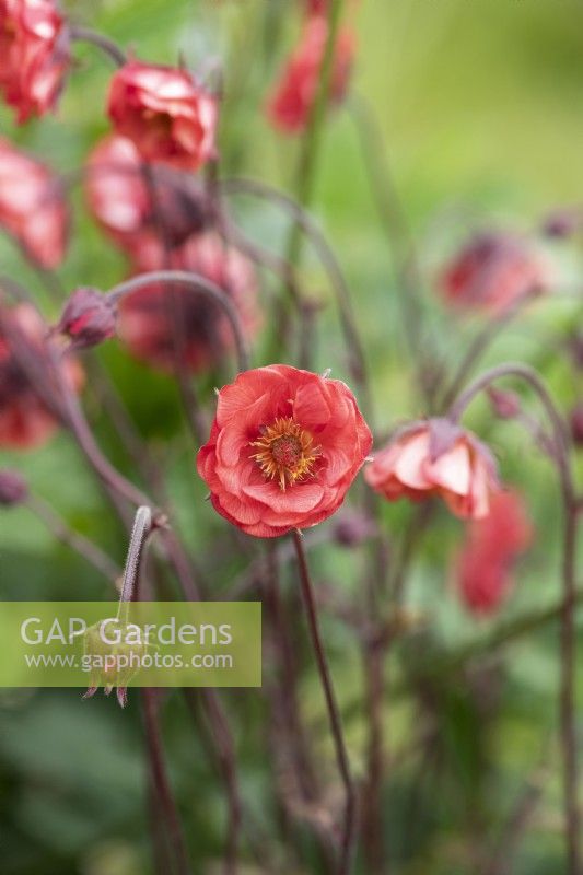 Geum 'Flames of passion' - Avens 