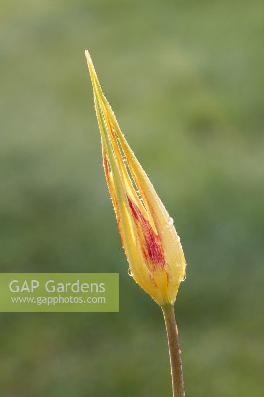 Tulipa acuminata - Species Tulip / Horned Tulip / Turkish Tulip after the early morning rain