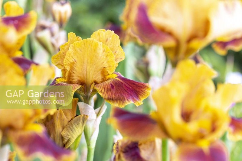 Iris germanica 'Supreme Sultans'