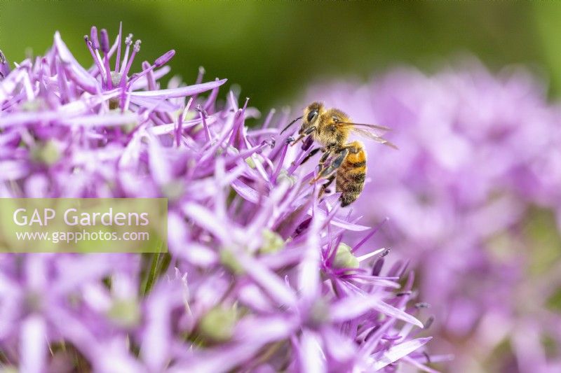 Bee on an Allium stipitatum 'Violet Beauty'