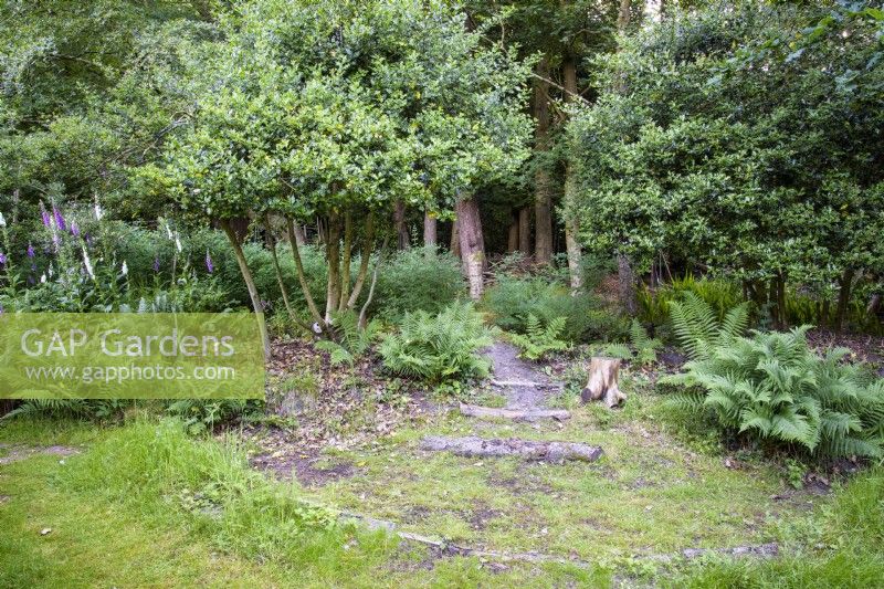 Holly trees with their trunks cleared of branches amongst ferns and foxgloves in the wild area of a country garden in June