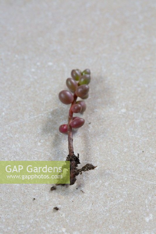 Sedum rubrotinctum Jelly bean plant, stem cutting showing root development
