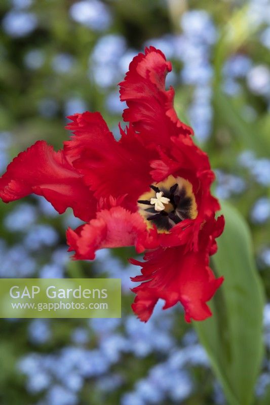 Tulipa - Tulip Parrot Garden Fire