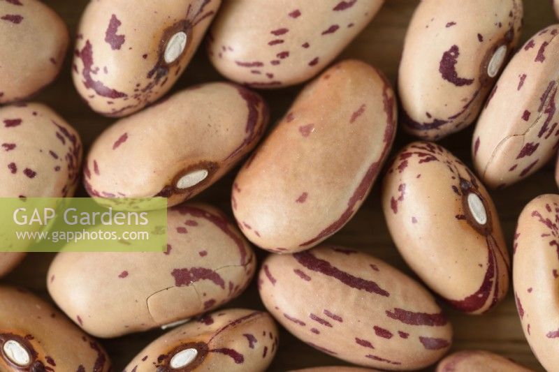 Phaseolus vulgaris   'Borlotto di Vigevano nano'  Dwarf French bean  Seeds  March
