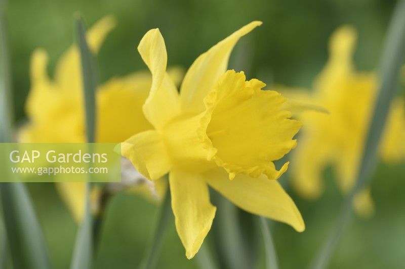 Narcissus pumilus  Daffodil  Div.  13  Species  March
