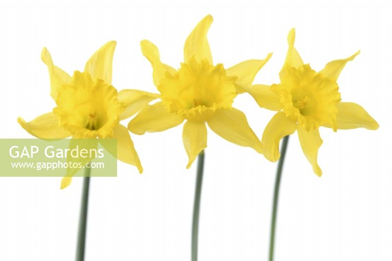 Narcissus pumilus  Daffodil  Div.  13  Species  March

