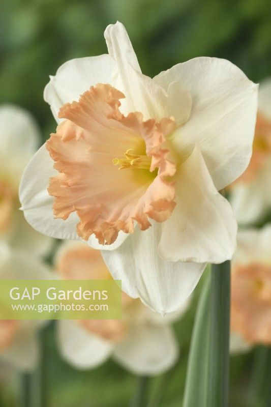 Narcissus  'Sentinel'  Daffodil  Div. 2 Large-cupped  March
