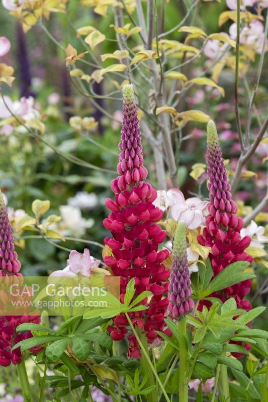 Lupinus - Lupin 'Beefeater'