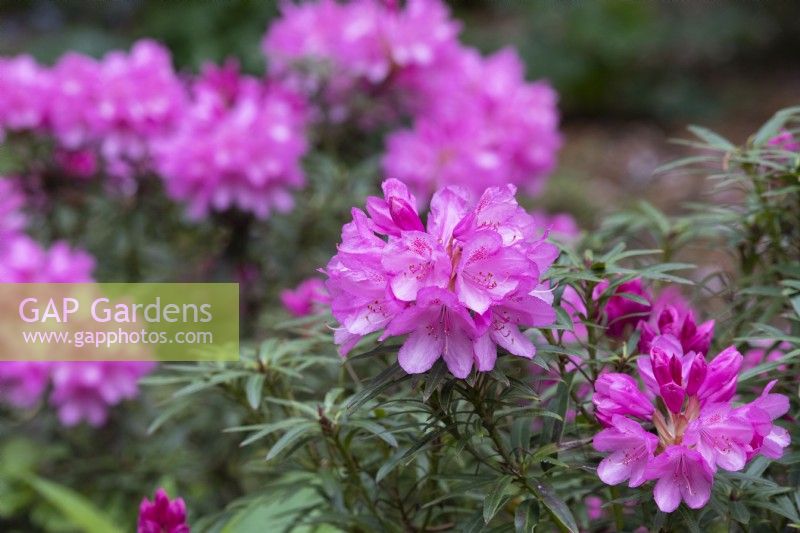 Rhododendron 'Hampshire belle'