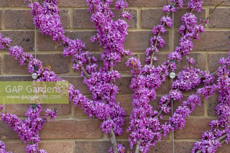 Cercis chinensis 'Avondale' - Chinese redbud flowering against a brick wall at RHS Wisley 
