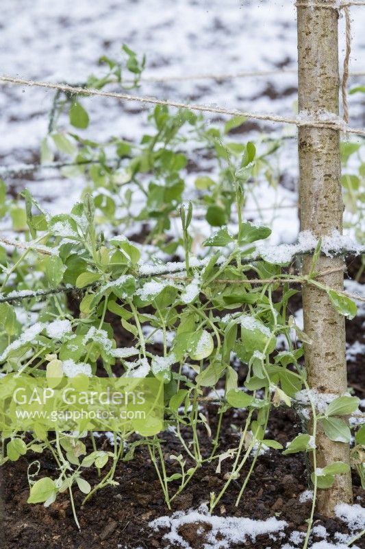 Lathyrus odoratus - Young sweet pea plants round a hazel stick plant support in the april snow