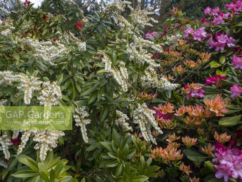 Image of Pieris japonica and rhododendrons