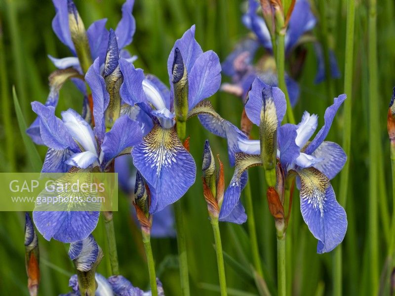 Iris sibirica 'Cambridge'  June Norfolk