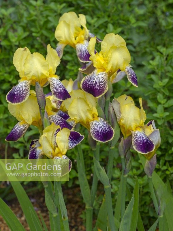 Iris x germanica 'Nibelungen'  Early June