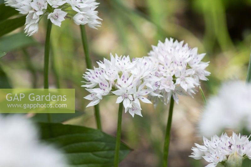Allium amplectens 'Graceful beauty' - Narrowleaf onion