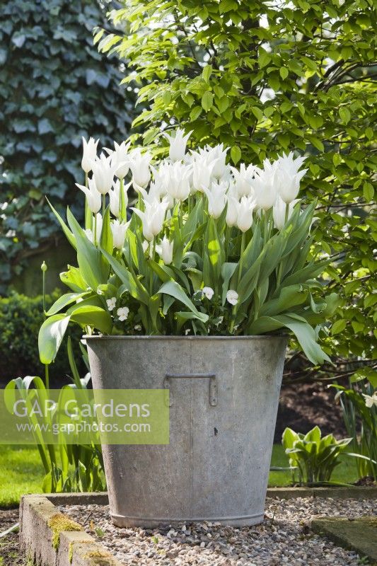 Galvanized container planted with Tulip 'White Triumphator'.