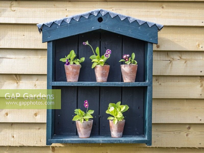 Home made Auricula theatre with integral bird nesting box