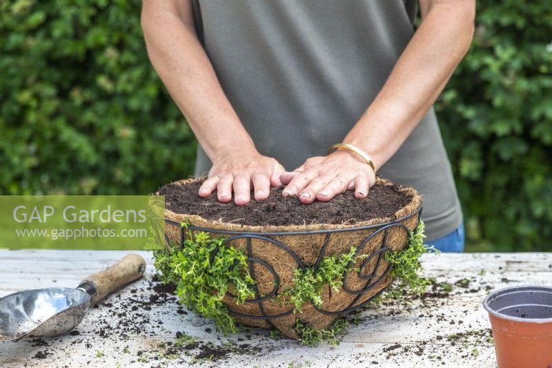 Woman pressing the compost firmly into the basket