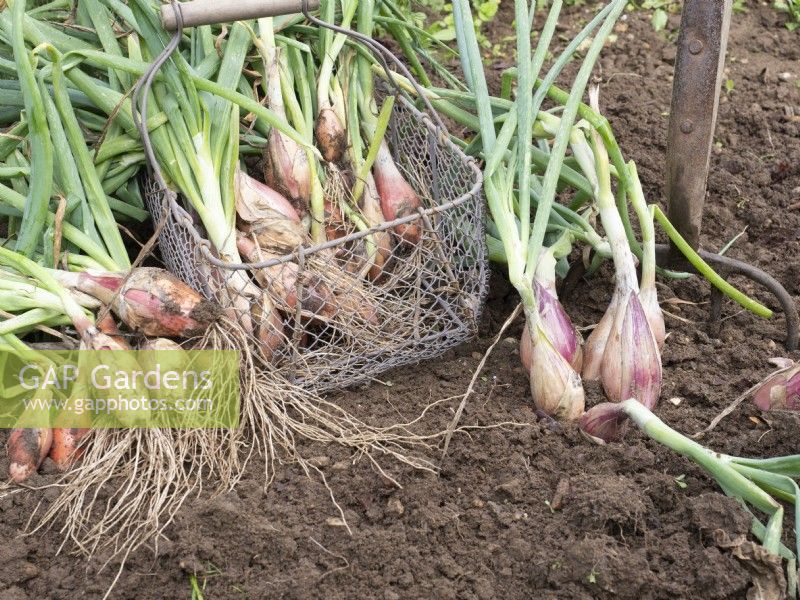 Seed grown Shallots, 'longor', being harvested into wire basket.