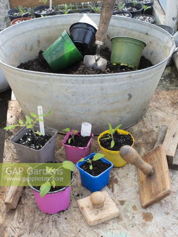 Tomato plants in a selection of reused plastic pots.