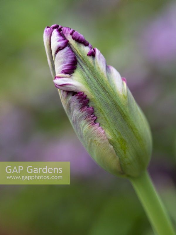 Tulipa 'Black Parrot' bud - Tulip - May