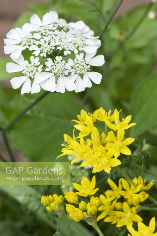 Allium moly and Orlaya grandiflora - Yellow garlic and White laceflower