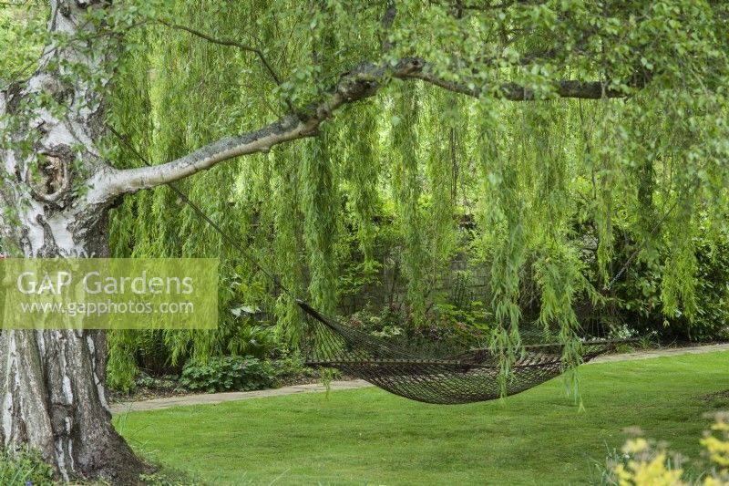Hammock hanging from weeping willow tree - Salix babylonica in May.