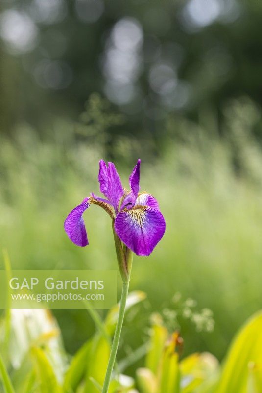 Iris sibirica 'Sparkling rose' - Siberian flag iris 