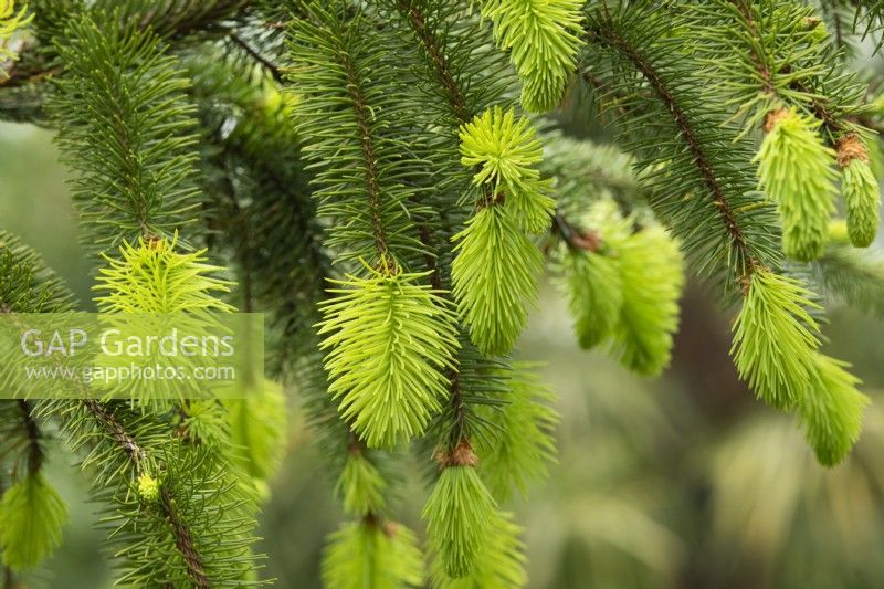 Picea abies 'Cincinnata' - Cincinnata Norway spruce foliage in spring