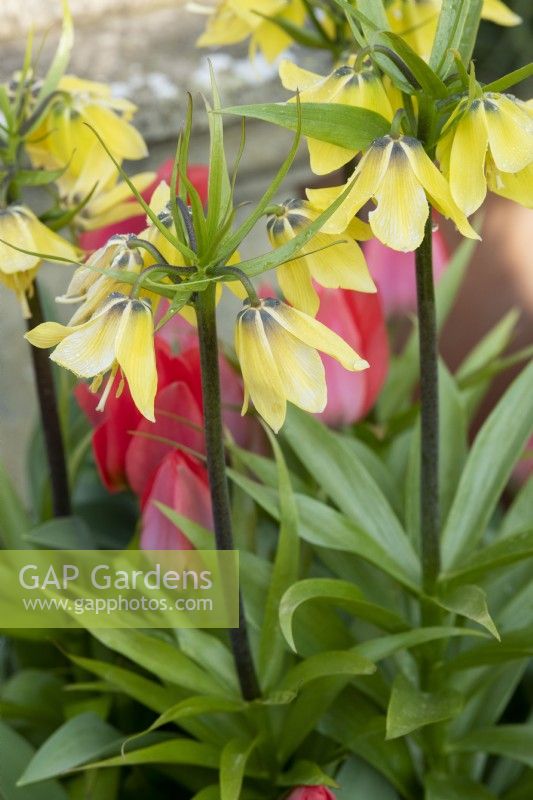 Fritillaria imperialis 'Early sensation' - Crown Imperial