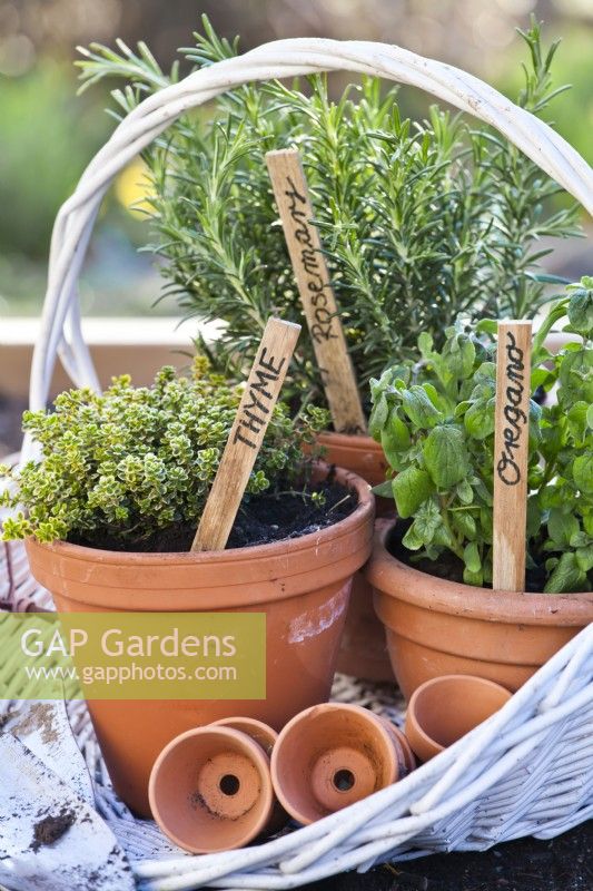 Herbs in pots - thyme, rosemary and oregano.
