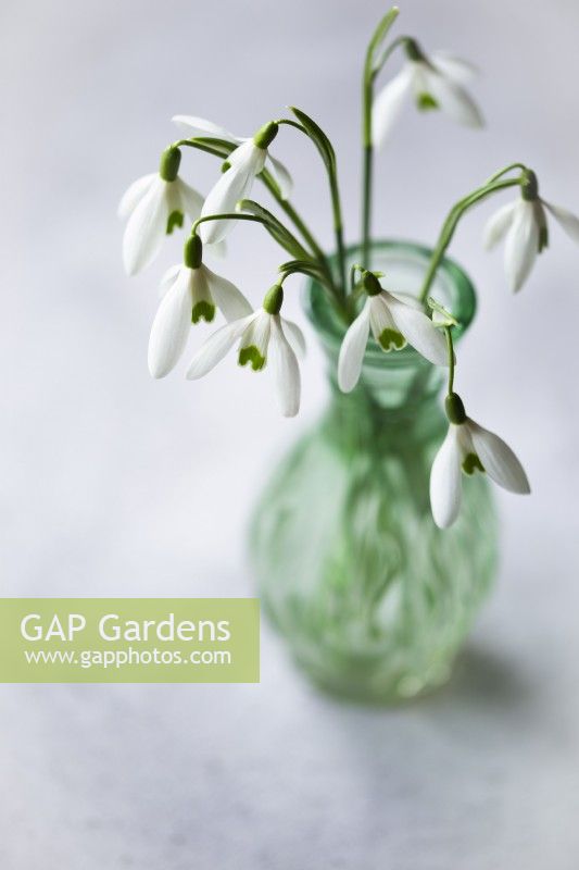 Galanthus -Snowdrops in a green glass bottle