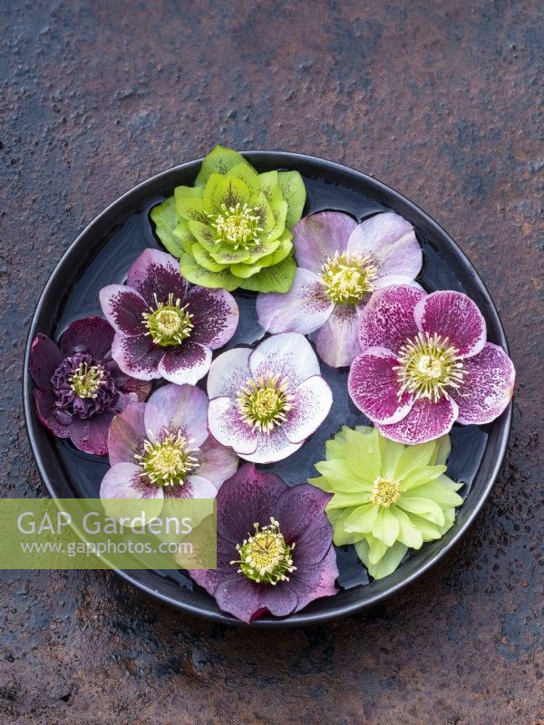 Selection of colourful hellebore flowers floating in water