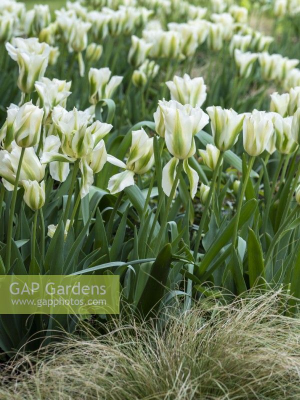 Tulipa 'Spring Green' - Tulip - May