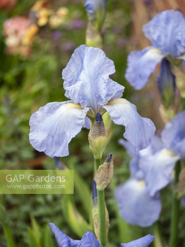 Iris 'Jane Phillips' - bearded iris - May