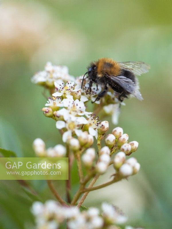 Bee visiting Sorbus vilmorinii - Rowan - June