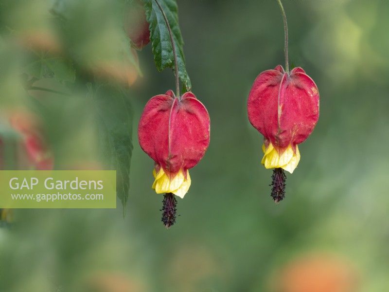 Abutilon megapotamicum 'Wakehurst'  in flower Norfolk