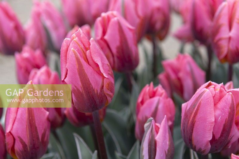 Tulipa â€˜Pretty Princessâ€™ tulip